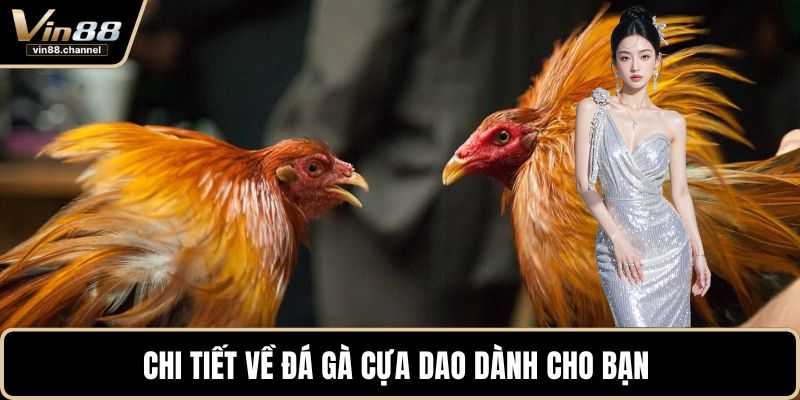 Chi tiết về đá gà cựa dao dành cho bạn 