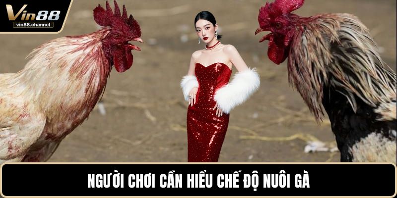 Người chơi cần hiểu chế độ nuôi gà 