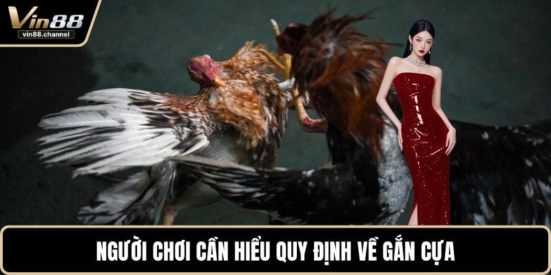 Người chơi cần hiểu quy định về gắn cựa