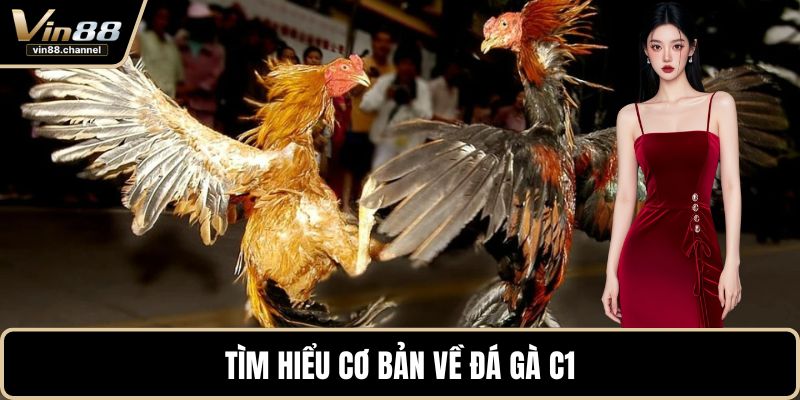 Tìm hiểu cơ bản về đá gà C1