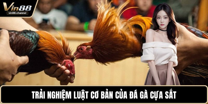 Trải nghiệm luật cơ bản của đá gà cựa sắt 