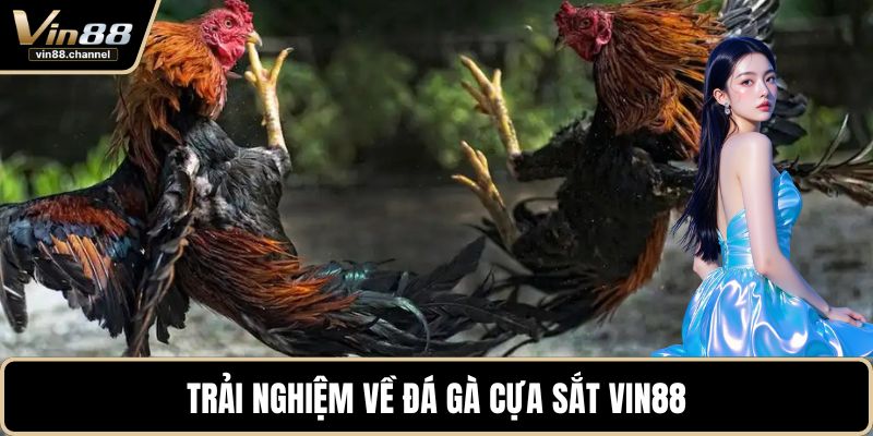 Trải nghiệm về đá gà cựa sắt VIN88